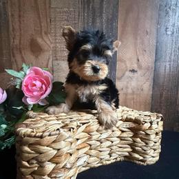 Romeo - Black and tan male Yorkshire Terrier puppy in Howe, Oklahoma from Ray Holder