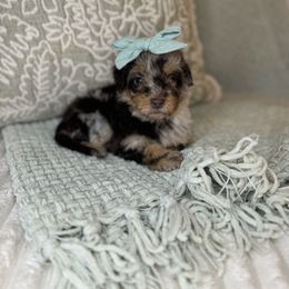 Summer - Red merle female Aussiedoodle puppy in Sweetwater, Florida from Sandy Snout Doodles
