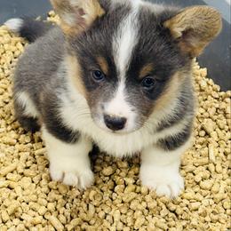 Tinsley-GORGEOUS blue tri girl, natural long tail - Blue female Pembroke Welsh Corgi puppy in Taylorsville, North Carolina from Mill Creek’s Pembroke Welsh Corgis and French Bulldogs
