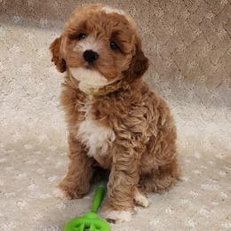 Mini Lime collar - Cream male Goldendoodle puppy in Los Molinos Ca, California from Sunshine Sanctuary Doodles