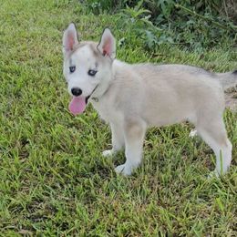 Light Blue Collar - Gray and white male Siberian Husky puppy in Lake Arthur, Louisiana from Gingers Husky Mansion
