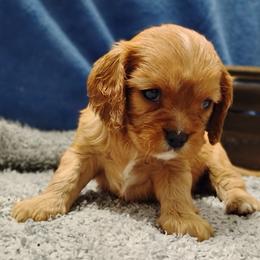 Eliza - Ruby female Cavalier King Charles Spaniel puppy in Sabetha, Kansas from Apple Blossom Cavaliers