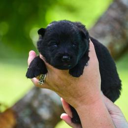 Black boy - Black male German Shepherd puppy in Clarkrange, Tennessee from Vom Wolff
