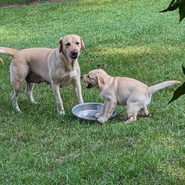 Precious - Labrador Retriever