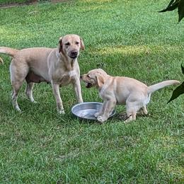 Precious - Labrador Retriever