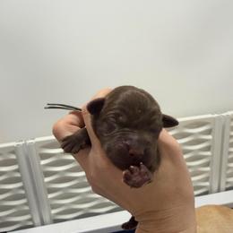 Blueberry - Chocolate female Labrador Retriever puppy in Elloree, South Carolina from Moonlight Kennels LLC