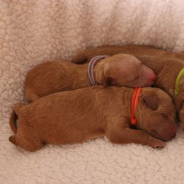 Goldendoodle Puppies from Boardwalk Doodles