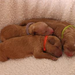 Goldendoodle Puppies from Boardwalk Doodles