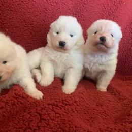 Samoyed Puppies from Limelight Samoyeds