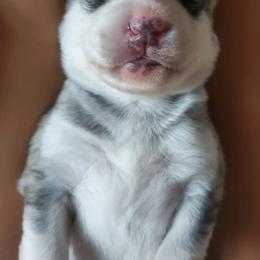 Siberian Husky Puppies from Canace Siberians