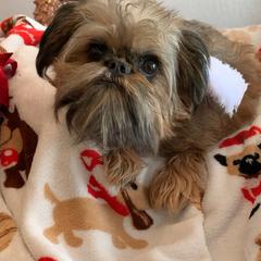 Winnie - Brussels Griffon