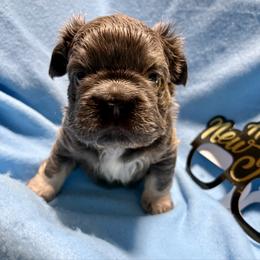 Astro - Tricolors male French Bulldog puppy in Columbus, Ohio from Kallie’s Kennel