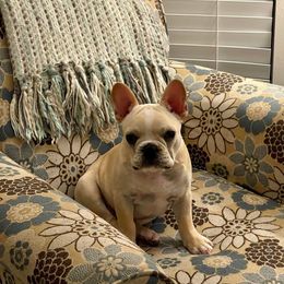 French Bulldog Puppies from Fancy Face Frenchies
