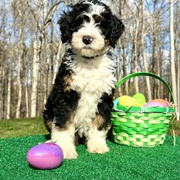 Violet - Tri-color Bernedoodle puppy in Birdsboro, Pennsylvania from Jetta's Pups