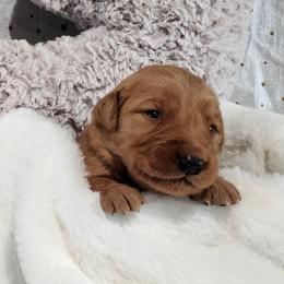 Gray collar - Dark golden male Golden Retriever puppy in Boulder, Montana from Sharee's Golden Retrievers