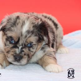 Piglet - Blue merle male Miniature Australian Shepherd puppy in Weeki Wachee, Florida from Arlington's Mini Aussies