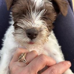 Franks - Parti male Miniature Schnauzer puppy in Dunlap, Tennessee from Beards of Glory