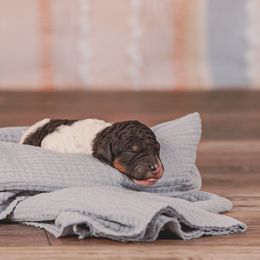 Poodle Puppies from Setting the Standard Poodles