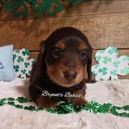 Daisy's  baby boy - Chocolate and tan male Dachshund puppy in Webb, Alabama from Bryant's Babies