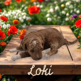 Loki - Red  male Goldendoodle puppy in Shelby Township, Michigan from Shelby Doodles MI LLC