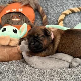 Brea - Red female Brussels Griffon puppy in Seneca, Missouri from Stephanie’s Puppy Colony