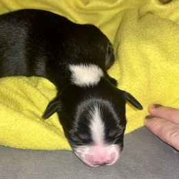 Pecan - Black tri male Toy Australian Shepherd puppy in Princeton, Louisiana from Legacy Hill Aussies