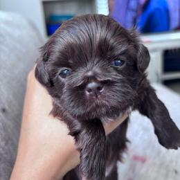 Violet - Chocolate female Shih Tzu puppy in Avondale, Arizona from Riley Family Shih Tzus