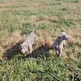 Weimaraner Puppies from So-IN Weimaraner's