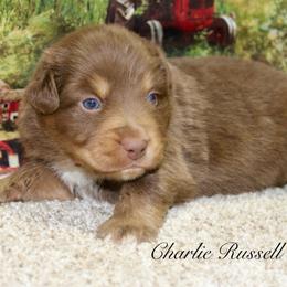 Charlie Russell - Red tri male Miniature Australian Shepherd puppy in Ronan, Montana from Dirt Road Aussie’s of Montana