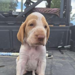 Adeline - White and orange female Bracco Italiano puppy in Silver Summit, Utah from Snow Peak Kennel
