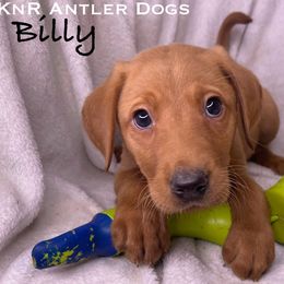 Billy - Yellow male Labrador Retriever puppy in Grants Pass, Oregon from KnR Antler Dogs