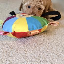 Poodle Puppies from Pet Guardian Smart Kennels, LLC