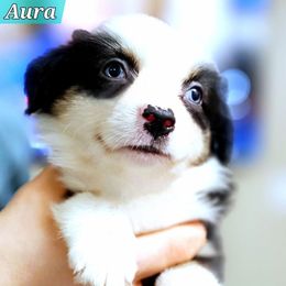 Aura - Black tri female Miniature Australian Shepherd puppy in Punta Gorda, Florida from Christie's Creekside Aussies