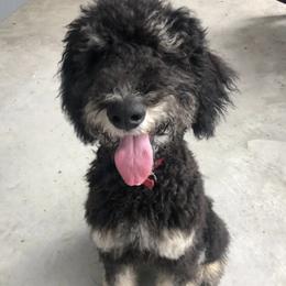 Freddy - Bernedoodle