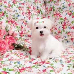 Junebug - White female Maltese puppy in Merced, California from Soua's Pups