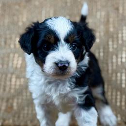 BTF7 - Black tri-color female Aussiedoodle puppy in Prague, Oklahoma from Classic K9’s  Aussies & Doodles