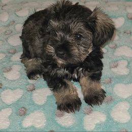 Lola - Salt and pepper female Miniature Schnauzer puppy in Graham, Washington from Kristy's French Bulldogs & Mini Schnauzers