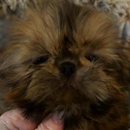 Girl 2 - Red female Shih Tzu puppy in Dallas, Texas from A Sassy Soul Shih-Tzu