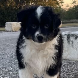 Stetson - Black tri male Miniature Australian Shepherd puppy in Godley, Texas from Nana and Paws Aussies