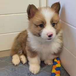 Boy 6 Mr. Light Blue - White and red male Pembroke Welsh Corgi puppy in Milton, Florida from Milton Corgis