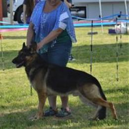 Dachshunds and German Shepherds from Whisper Gray