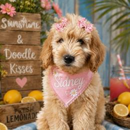 Sidney - Cream female Goldendoodle puppy in Aurora, Illinois from Chicago Goldendoodles