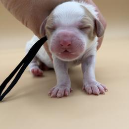Black - Red male Australian Labradoodle puppy in Sacramento, California from Adorable Labradoodle