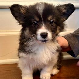 Purple collar Girl Merry - Black and tan female Pembroke Welsh Corgi puppy in Paris, Kentucky from Flat Run Corgis