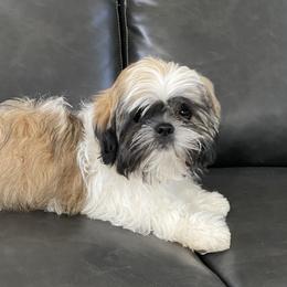 Shih Tzu Puppies from Willow Lane Shih Tzus