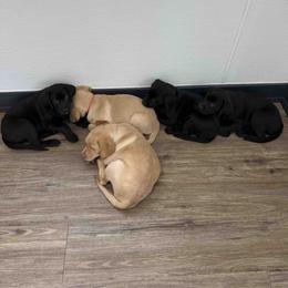 Labrador Retriever Puppies from Branley's Riverside Labradors