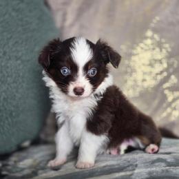 Ranger - Red tri male Toy Australian Shepherd puppy in Killen, Alabama from Wilkers Wholehearted Mini Aussies
