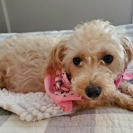 Abby - Schnoodle