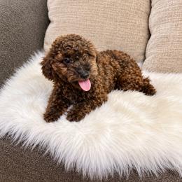 Luna - Poodle