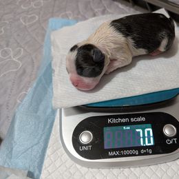 Cindy - Black and white Boston Terrier puppy in Lowell, Arkansas from Bogan's Boston's